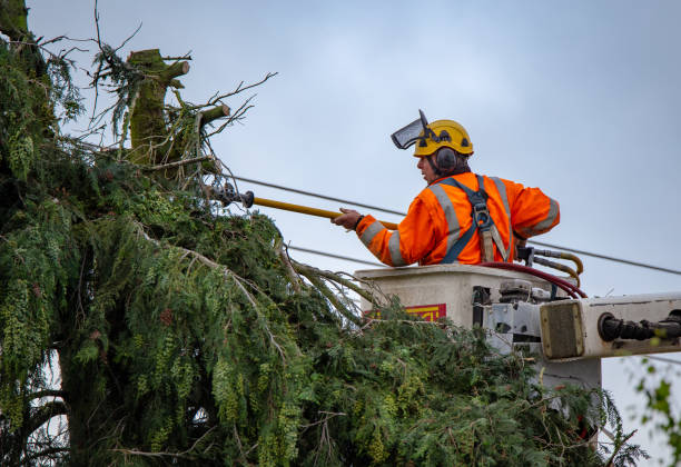 Tree and Shrub Care in Englewood, TN